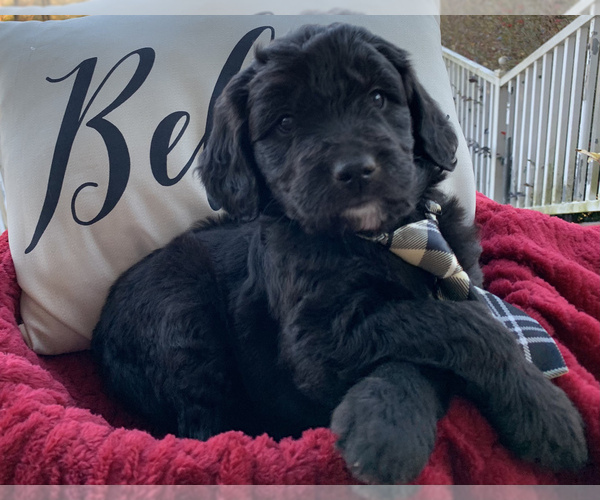 Medium Photo #2 Goldendoodle Puppy For Sale in MAGNET COVE, AR, USA