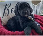 Small Photo #2 Goldendoodle Puppy For Sale in MAGNET COVE, AR, USA