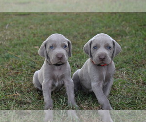 Weimaraner Puppy for sale in LAKE VIEW, SC, USA