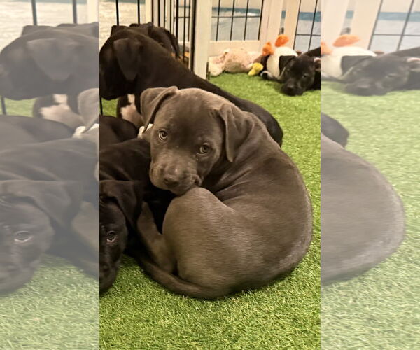 Medium Photo #2 American Bulldog-Unknown Mix Puppy For Sale in Sanford, FL, USA