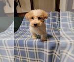 Small Photo #2 Maltipoo Puppy For Sale in CLARKRANGE, TN, USA