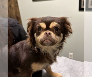 Colonial Cocker Spaniel-Pekingese Mix Dogs for adoption in Chico, CA, USA