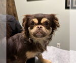 Small Colonial Cocker Spaniel-Pekingese Mix