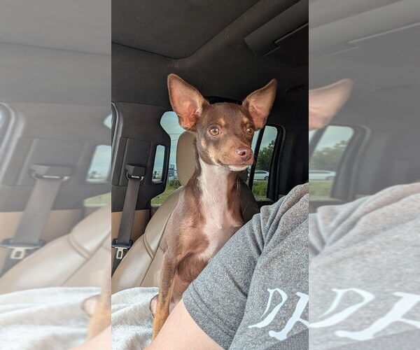 Medium Photo #1 Chihuahua-Unknown Mix Puppy For Sale in Mooresville, NC, USA