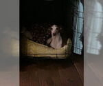 Small #8 Italian Greyhound Mix