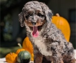 Small Photo #45 Miniature Bernedoodle Puppy For Sale in GOSHEN, IN, USA