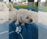 Small Photo #9 English Cream Golden Retriever Puppy For Sale in ELVERTA, CA, USA