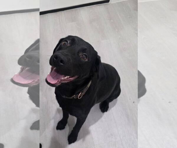 Medium Photo #2 Labrador Retriever-Unknown Mix Puppy For Sale in MIDWAY, UT, USA