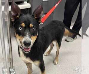 Australian Shepherd-Unknown Mix Dogs for adoption in Washington, DC, USA
