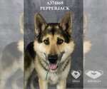 Small #1 German Shepherd Dog