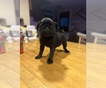 Small Photo #10 Pug Puppy For Sale in FOSTER, RI, USA