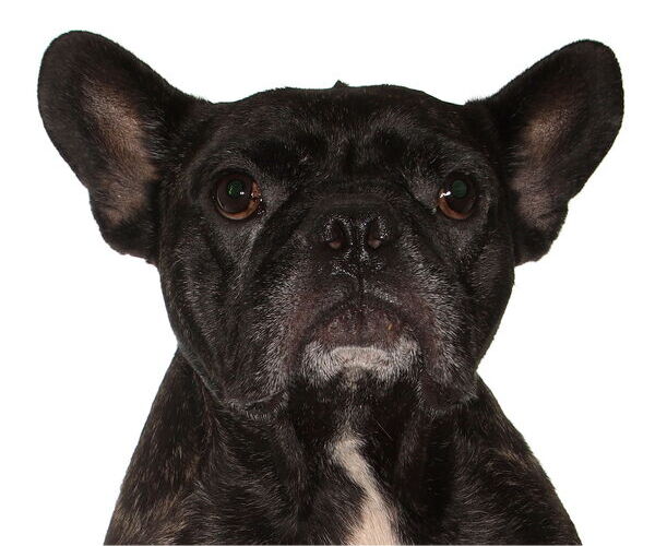 Medium Photo #1 French Bulldog-Unknown Mix Puppy For Sale in Oakland Park, FL, USA