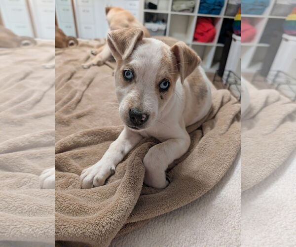 Medium Photo #1 Australian Shepherd-Unknown Mix Puppy For Sale in Aurora, CO, USA