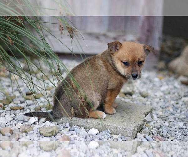 Medium Photo #3 Pomsky Puppy For Sale in GOSHEN, IN, USA