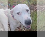 Small #3 American Pit Bull Terrier-Staffordshire Bull Terrier Mix