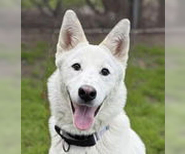 Medium Photo #2 Siberian Husky Puppy For Sale in Fremont, CA, USA