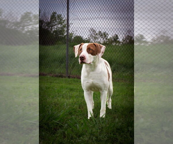 Medium Photo #2 Mutt Puppy For Sale in Abbeville, LA, USA