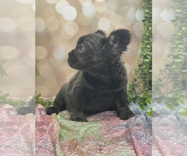 Medium Photo #5 French Bulldog Puppy For Sale in FOLSOM, CA, USA