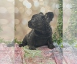 Small Photo #5 French Bulldog Puppy For Sale in FOLSOM, CA, USA