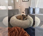 Small #1 Chiweenie