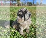 Small #2 Whoodle (Miniature)