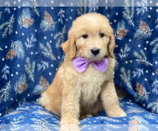 Medium Photo #8 Double Doodle Puppy For Sale in LAKELAND, FL, USA