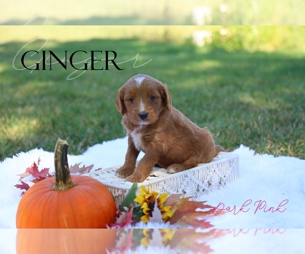 Medium Photo #1 Goldendoodle (Miniature) Puppy For Sale in PARIS, MI, USA
