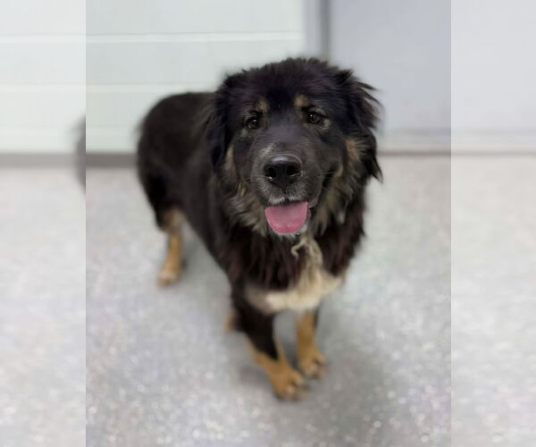 Medium Photo #2 Great Pyrenees-Unknown Mix Puppy For Sale in Croydon, NH, USA