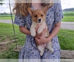 Small #2 Pembroke Welsh Corgi
