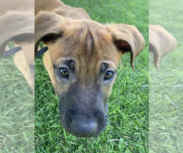 Medium Photo #2 Black Mouth Cur-Rhodesian Ridgeback Mix Puppy For Sale in MIDWAY, UT, USA