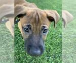 Small #1 Black Mouth Cur-Rhodesian Ridgeback Mix