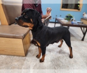 Mother of the Rottweiler puppies born on 04/11/2025