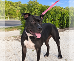 Daisy - Female Mutt Dog for Adoption - Small photo