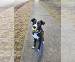 Small #11 Labrador Retriever Mix