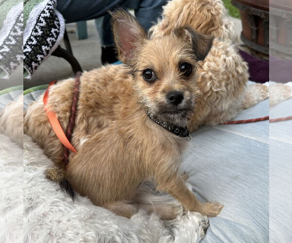 Medium Photo #3 Chihuahua-Unknown Mix Puppy For Sale in Brooklyn Center, MN, USA