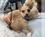 Small #2 Chihuahua Mix