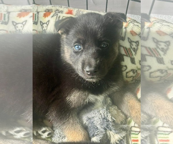 Medium Photo #1 Siberian Husky-Unknown Mix Puppy For Sale in Holly Springs, NC, USA