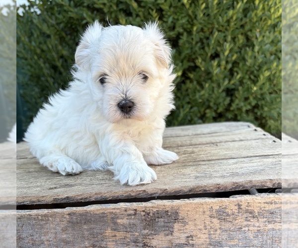 Medium Photo #2 Maltese Puppy For Sale in MIDDLEBURY, IN, USA