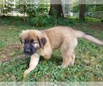 Small Photo #7 Leonberger-Saint Bernard Mix Puppy For Sale in BATH, NY, USA