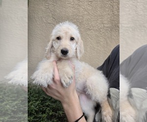 Labradoodle mix (+ Poodle Standard) Puppy for sale in SPRING HILL, FL, USA