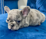 Small Photo #72 French Bulldog Puppy For Sale in CHARLOTTE, NC, USA