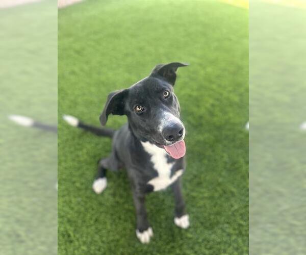 Medium Photo #1 Shepradors Puppy For Sale in Chula Vista, CA, USA