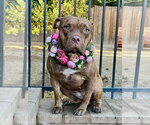 Small Photo #5 American Pit Bull Terrier-Unknown Mix Puppy For Sale in Redlands, CA, USA