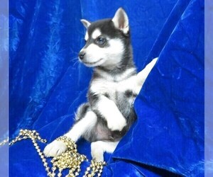 Alaskan Klee Kai Puppy for sale in NORWOOD, MO, USA