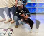 Small #1 American Staffordshire Terrier Mix