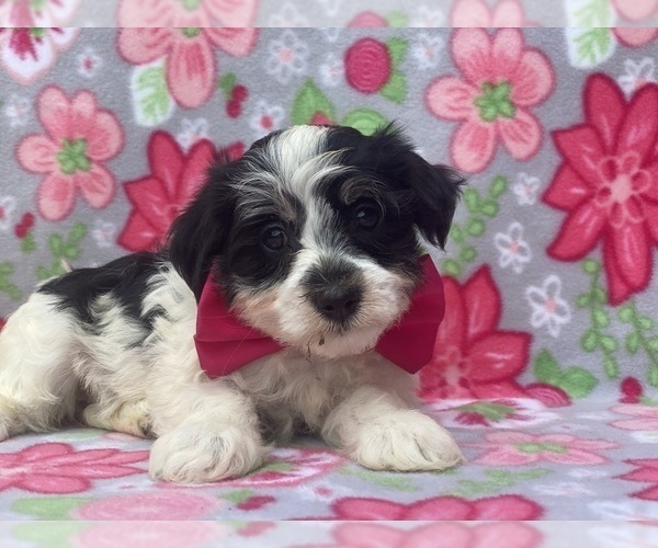 Medium Photo #2 Havanese Puppy For Sale in LANCASTER, PA, USA