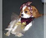 Small Photo #1 Cavalier King Charles Spaniel Puppy For Sale in HOWLAND, OH, USA