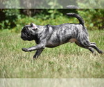 Small #1 Pug