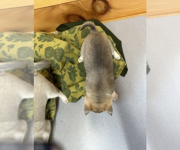 Medium Photo #8 Alaskan Klee Kai-Pomeranian Mix Puppy For Sale in ATHENS, WI, USA