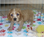 Small Cocker Spaniel